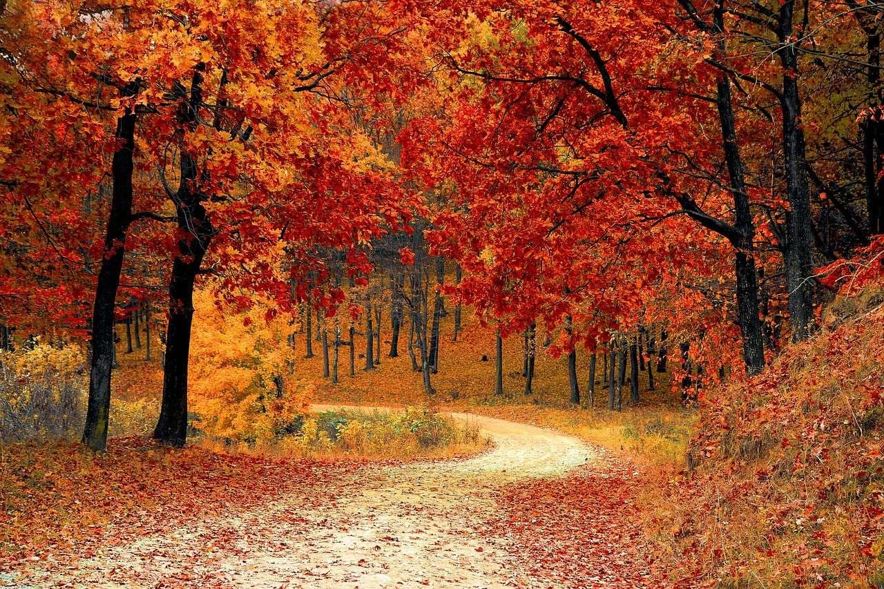🍁 Kashmir Autumn Escape