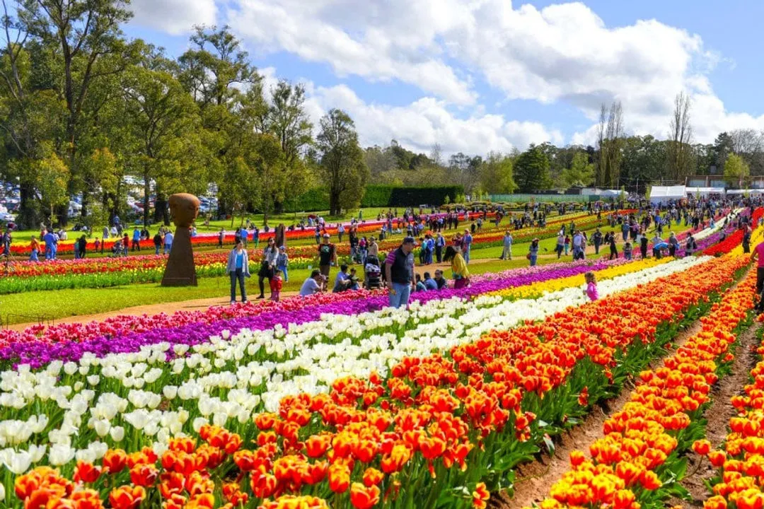 5N/6D Kashmir Tulip Festival Tour.